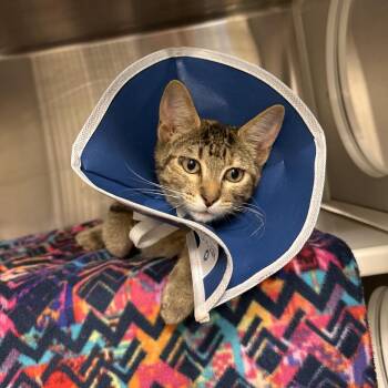 Ann Tenna -  Domestic Short Hair Cat for Adoption in Council Bluffs, Iowa - Ann Tenna | PetCurious