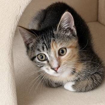 Olivia -  Calico Cat for Adoption - Olivia | PetCurious