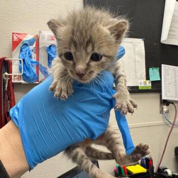 Evil Larry -  Domestic Short Hair Cat for Adoption in Columbiana, Alabama - Evil Larry | PetCurious
