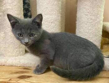 Panthor -  Domestic Short Hair Cat for Adoption in Chalfont, Pennsylvania - Panthor | PetCurious