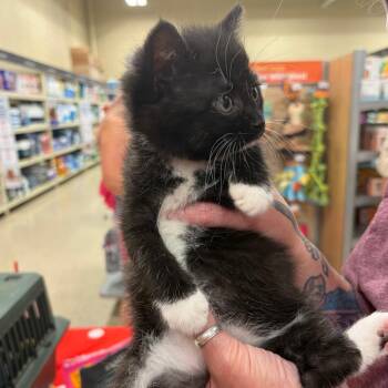 Bobby -  Domestic Short Hair Cat for Adoption in Monroe, Michigan - Bobby | PetCurious