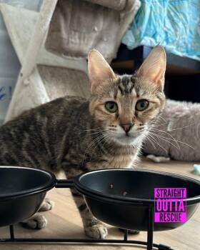 Rescue Tabby Cats for Adoption in Vancouver, British Columbia - Minnow Bonded With Jammies | PetCurious