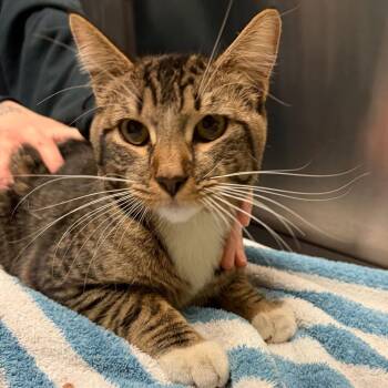 Mall Rat -  Domestic Short Hair Cat for Adoption in Providence, Rhode Island - Mall Rat | PetCurious