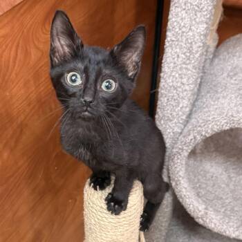 Cobra and Shelby -  Domestic Short Hair Cat for Adoption - Cobra And Shelby | PetCurious