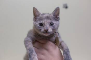 Alma -  Domestic Short Hair and Tortoiseshell Cat for Adoption in Mountain Home, Arkansas - Alma | PetCurious