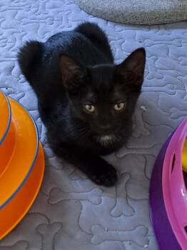 Rescue Domestic Short Hair Cats for Adoption in Bonita Springs, Florida - Apple Pie | PetCurious