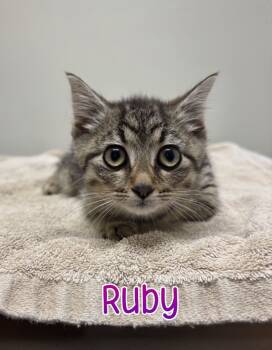 Rescue Domestic Short Hair Cats for Adoption in Port Clinton, Ohio - Ruby | PetCurious