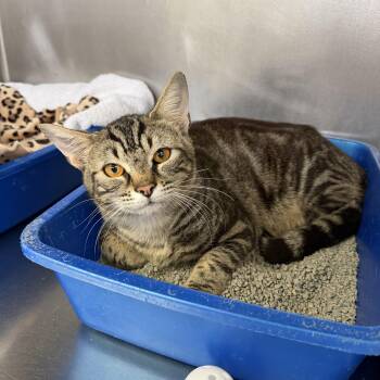 Manny -  Domestic Short Hair Cat for Adoption in Wantagh, New York - Manny | PetCurious