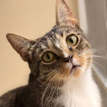 Rescue Domestic Short Hair Cats for Adoption in Cumming, Georgia - Morgana | PetCurious