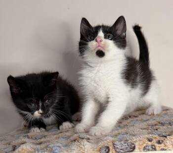 Woody -  Domestic Short Hair Cat for Adoption in Martinsburg, West Virginia - Woody | PetCurious
