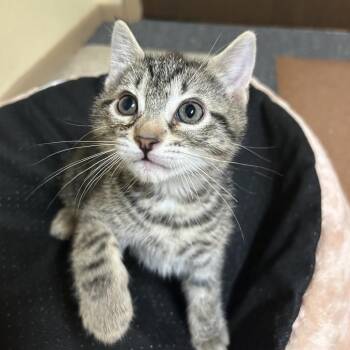 Eggs -  Domestic Short Hair Cat for Adoption in Spokane, Washington - Eggs | PetCurious