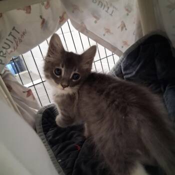 Sylvie-C -  Domestic Long Hair Cat for Adoption in East St. Louis, Illinois - Sylvie-C | PetCurious