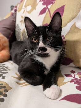 Gatsby -  Domestic Short Hair Cat for Adoption in Edmonton, Alberta - Gatsby | PetCurious