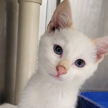Finley -  Domestic Short Hair Cat for Adoption in Concord, North Carolina - Finley | PetCurious