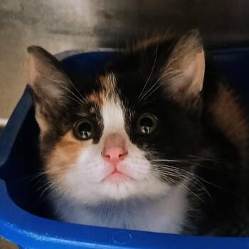 Tink -  Domestic Short Hair Cat for Adoption in Palestine, Texas - Tink | PetCurious