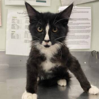 RANGER* -  Domestic Short Hair Cat for Adoption in Santa Cruz, California - RANGER* | PetCurious