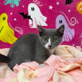 Boomerang -  Domestic Short Hair Cat for Adoption in Riverwoods, Illinois - Boomerang | PetCurious