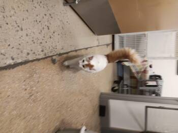 Rescue Maine Coon Cats for Adoption in North East, Maryland - Tumeric | PetCurious