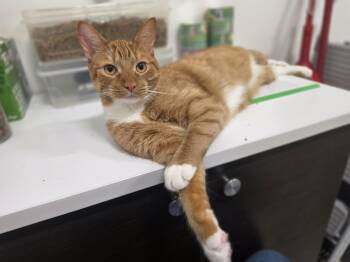 Archie -  Domestic Short Hair Cat for Adoption in Stratford, Ontario - Archie | PetCurious