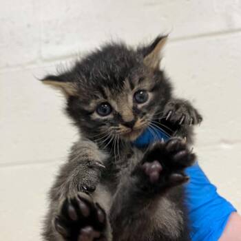 Domestic Medium Hair Cats Available for Adoption in Lyndhurst, Virginia - SVAS-Stray-38710 | PetCurious