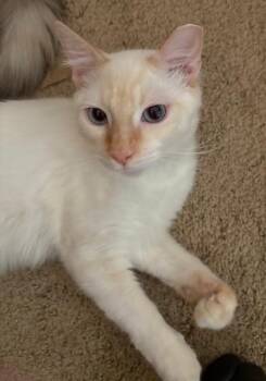 Rescue Siamese Cats for Adoption in Sacramento, California - Potato | PetCurious