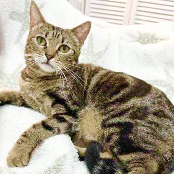 Coco -  Domestic Short Hair Cat Available for Adoption in Miami, Florida - Coco | PetCurious