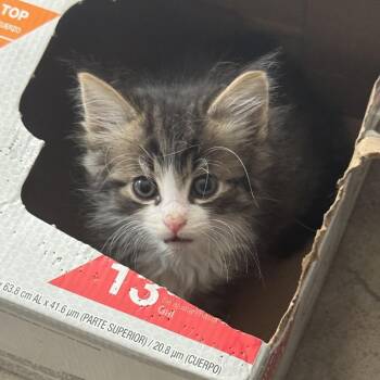 Drew -  Domestic Medium Hair Cat for Adoption in Birmingham, Alabama - Drew | PetCurious
