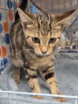 Hyacinth -  Domestic Short Hair Cat for Adoption in Gainesville, Florida - Hyacinth | PetCurious