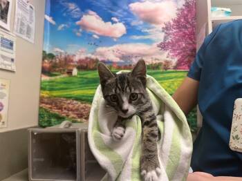 Rescue Domestic Medium Hair and Domestic Short Hair Cats for Adoption in Moreno Valley, California - A546387 | PetCurious