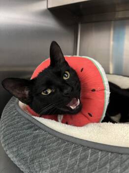 Domestic Short Hair Cats Available for Adoption in Oakdale, California - Maureen | PetCurious