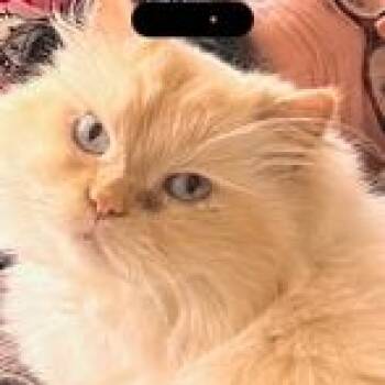 Himalayan Cats Available for Adoption in Powder Springs, Georgia - EVEREST | PetCurious