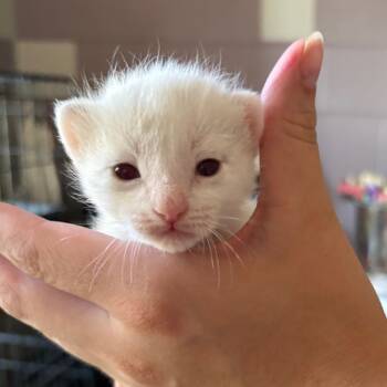 Rescue Domestic Short Hair Cats for Adoption in Grand Junction, Colorado - Hydrangea | PetCurious