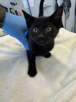 Iron Man -  Domestic Short Hair Cat for Adoption in Lafayette, Indiana - Iron Man | PetCurious