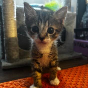 Rob -  Domestic Short Hair Cat for Adoption in Gainesville, Florida - Rob | PetCurious