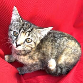 Rescue Domestic Short Hair Cats for Adoption in Sequatchie, Tennessee - Goldie | PetCurious