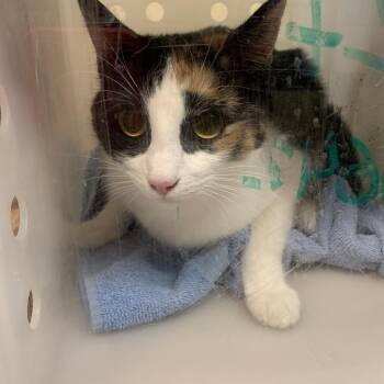 Vivi -  Domestic Short Hair Cat for Adoption in Pasadena, California - Vivi | PetCurious