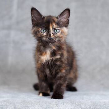 Domestic Medium Hair Cats Available for Adoption in Sunnyvale, California - Jerri | PetCurious