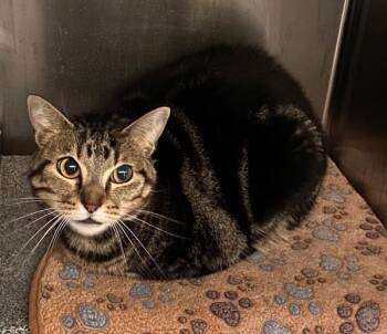 Theodora -  Domestic Short Hair Cat for Adoption in Austin, Texas - Theodora | PetCurious