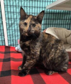 Rescue Domestic Short Hair Cats for Adoption in Neenah, Wisconsin - Lucy | PetCurious