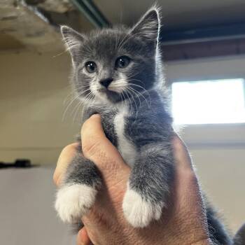 Cream Cheese -  Domestic Short Hair Cat for Adoption in Harrisville, West Virginia - Cream Cheese | PetCurious