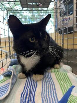 MURPHEY -  Domestic Short Hair Cat for Adoption in Fort Myers, Florida - MURPHEY | PetCurious