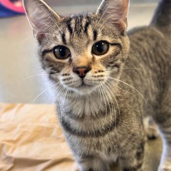 Domestic Short Hair Cats Available for Adoption in Rocky Mount, Virginia - Finial | PetCurious