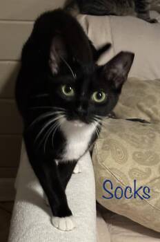 Socks -  Domestic Medium Hair Cat for Adoption in Longwood, Florida - Socks | PetCurious