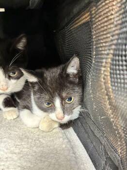Socks -  Domestic Short Hair Cat for Adoption in Marietta, Georgia - Socks | PetCurious