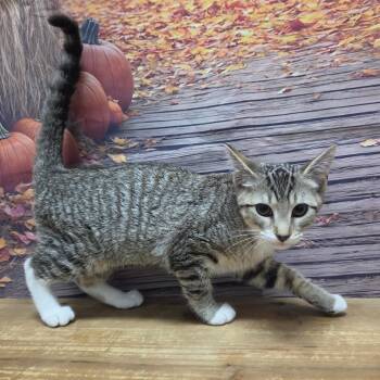 Maude -  Domestic Short Hair Cat for Adoption in Normal, Illinois - Maude | PetCurious