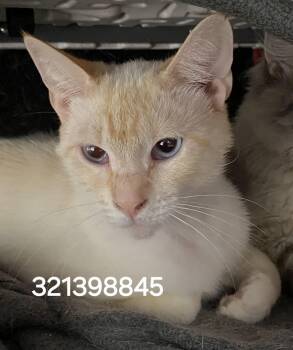 321398845 -  Siamese Cat for Adoption in Lee