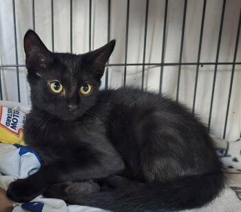 Magpie -  Domestic Short Hair Cat for Adoption in Dickson, Tennessee - Magpie | PetCurious