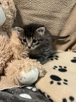 Hehe -  Tabby Cat for Adoption in Fruit Heights, Utah - Hehe | PetCurious