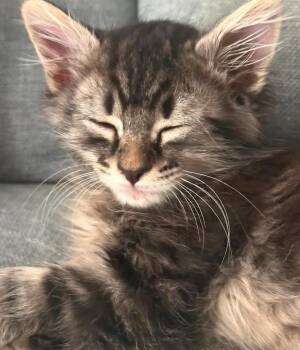 Freddy Krueger -  Domestic Medium Hair and Tabby Cat for Adoption in Chandler, Arizona - Freddy Krueger | PetCurious