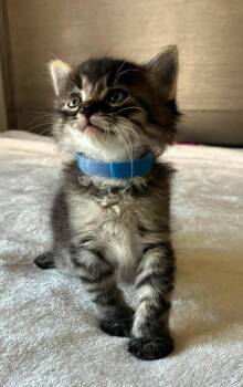 Dodger -  Tabby Cat for Adoption in Tulsa, Oklahoma - Dodger | PetCurious